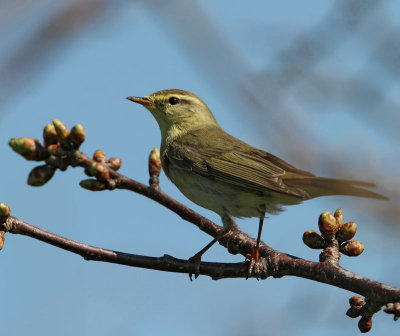 Willow Warbler, Lvsngare