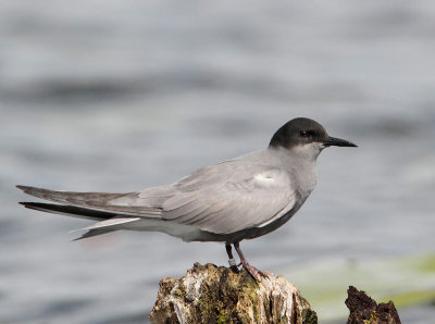 Black Tern, female, summer