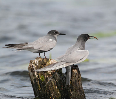 Black Tern, breeding couple