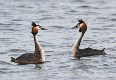 Great Crested Grebe, courtship rituals
