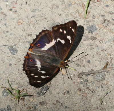 Sälgskimmerfjäril, (Apatura iris), hane