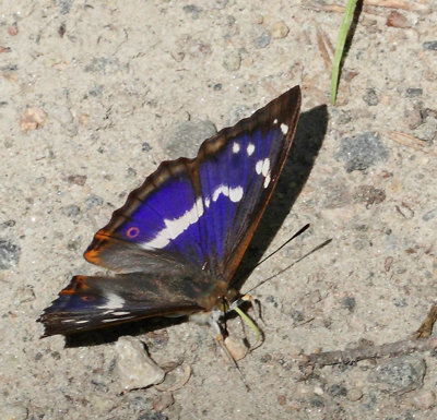 Sälgskimmerfjäril, (Apatura iris), hane