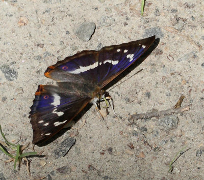 Sälgskimmerfjäril, (Apatura iris), hane