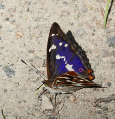Sälgskimmerfjäril, (Apatura iris), hane