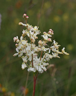 Brudbrd, (Filipendula vulgaris)