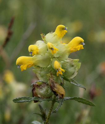 Hskallra, (Rhinanthus serotinus)