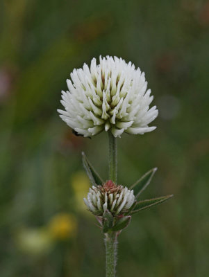 Backklver, (Trifolium montanum)