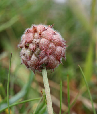 Smultronklver, (Trifolium fragiferum)
