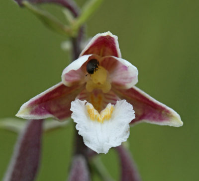 Orkideer, (Orchidaceae)