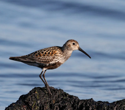 Dunlin,  adult breeding