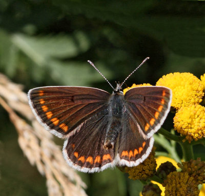 Rödfläckig blåvinge, (Aricia agestis), female