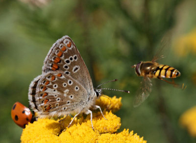 Rödfläckig blåvinge, (Aricia agestis), female