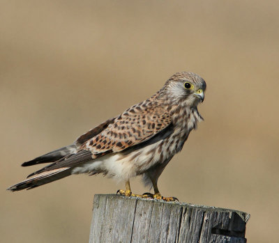 Eurasian Kestrel, juv.