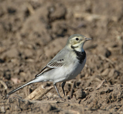 White Wagtail, adult, autumn