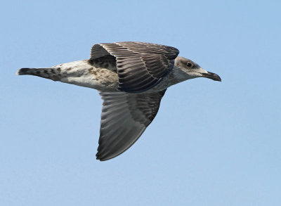 Herring Gull, juv.