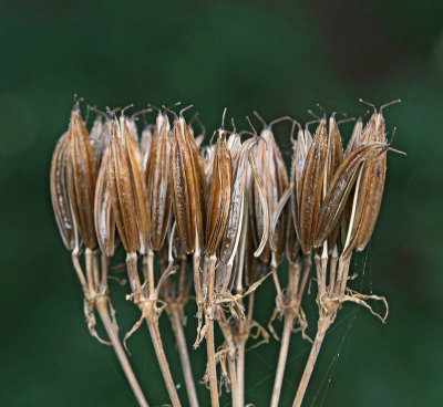 Flockflomstriga, (Apiaceae)