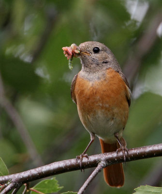 Common Redstart, female