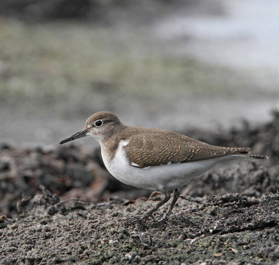 Commun Sandpiper, juv.