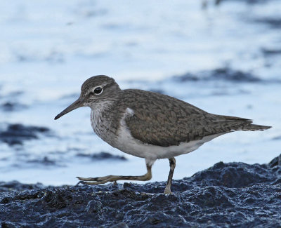 Commun Sandpiper, adult