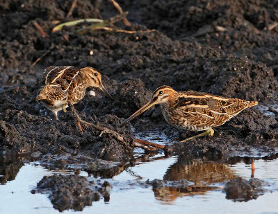 Common Snipes