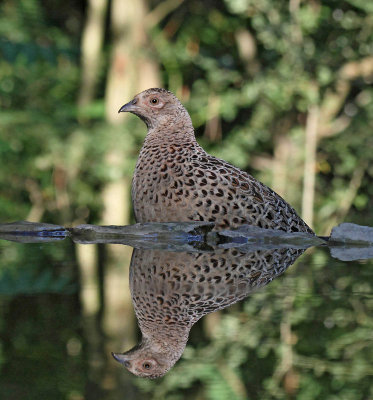 Ring-necked Pheasant, female, at drinking station