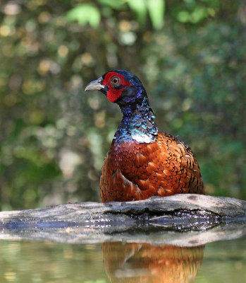 Ring-necked Pheasant, male, at drinking station