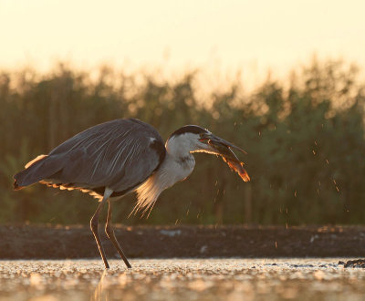 Gray Heron, catching a fish in early morning light
