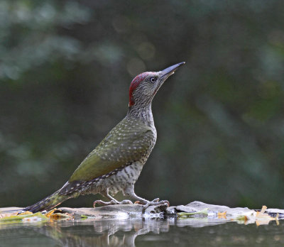 Green Woodpecker, juv.  at drinking station