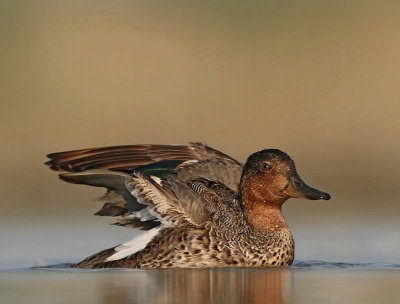 Green-winged Teal, 
