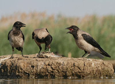 Young Hooded Crows, eating fish