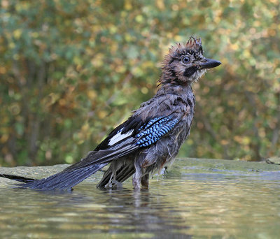 Eurasian Jay, in the bath