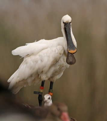 Eurasian Spoonbill, adult, ringed for individual identification