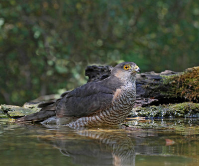 Eurasian Sparrowhawk, adult, in the bath
