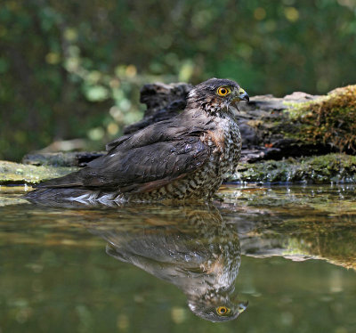 Eurasian Sparrowhawk, adult, in the bath