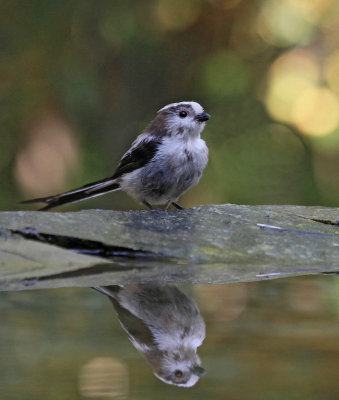 Long-tailed Tit, at drinking station