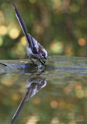 Long-tailed Tit, at drinking station