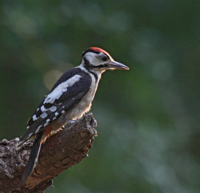 Great Spotted Woodpecker, juv.