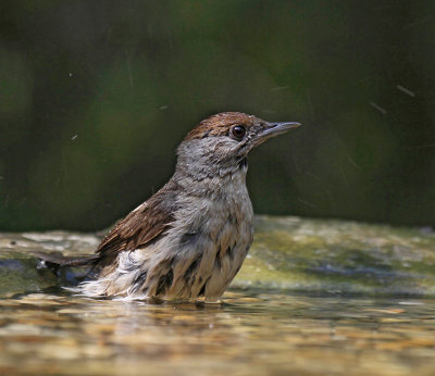 Blackcup, female, in the bath