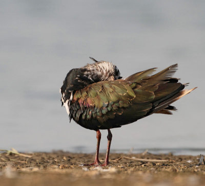 Northern Lapwing, after the bath