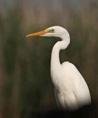Great Egret, adult, non breeding