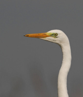 Great Egret, adult, non breeding