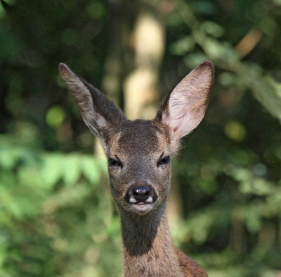 European Roe Deer, calf