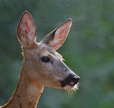 European Roe Deer, thursty female at drinking station