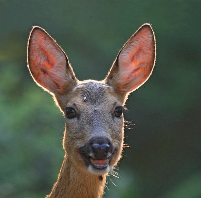 European Roe Deer, thursty female at drinking station
