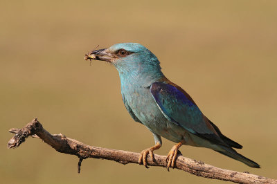 Eurasian Roller, with insect