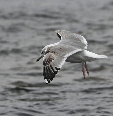 Caspian Gull, 3 cy, winter