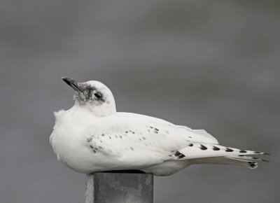 Ivory Gull, 1st winter