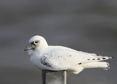 Ivory Gull, 1st winter