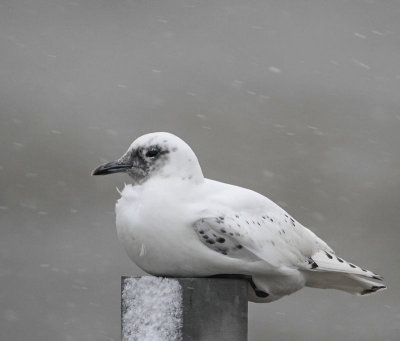 Ivory Gull, 1st winter