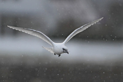 Ivory Gull, 1st winter